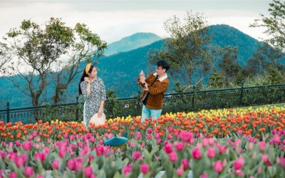 Trót lạc bước đến xứ hoa Bà Nà xuân này là không muốn rời